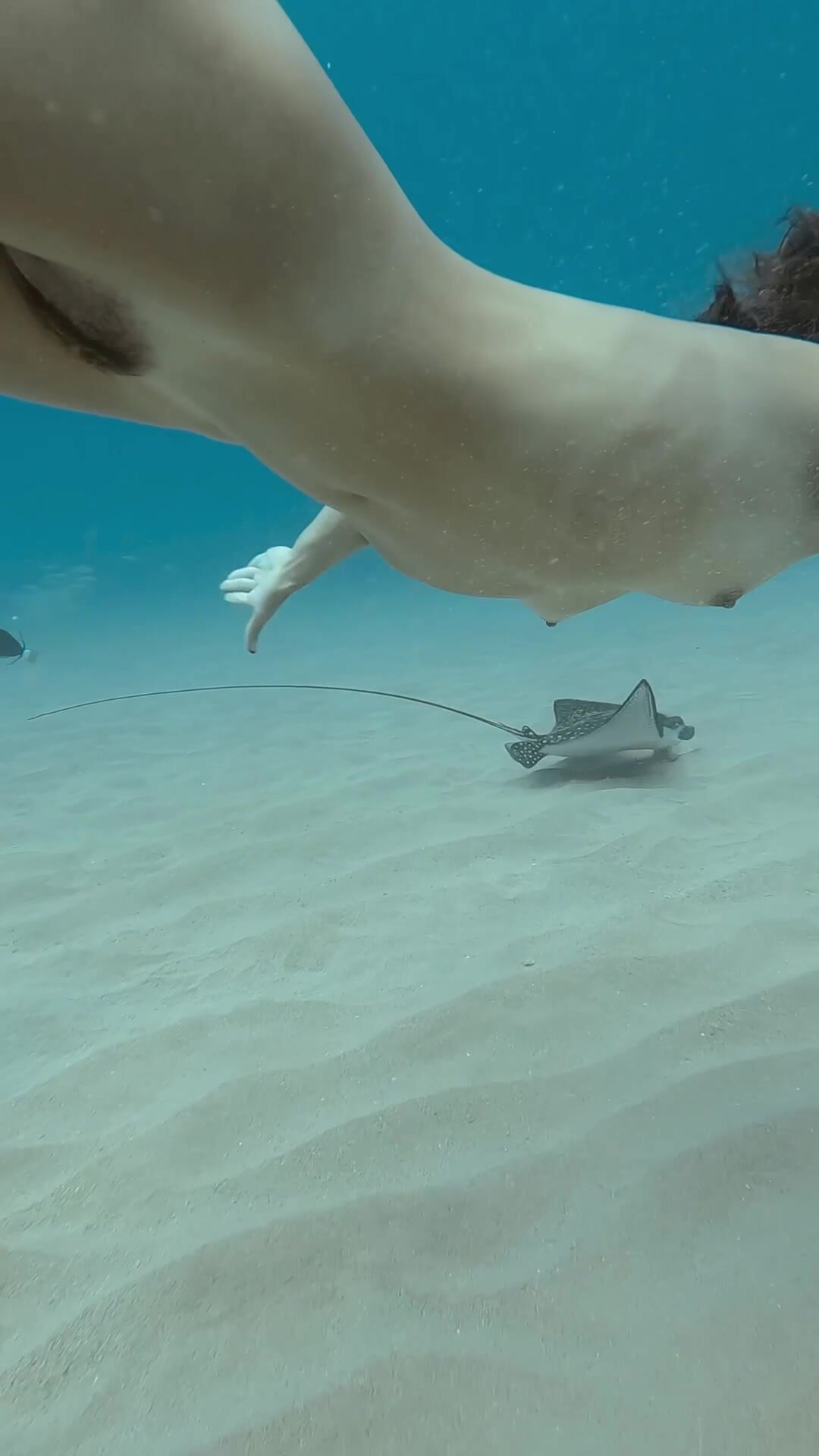 Beautiful dive with an Eagle ray!