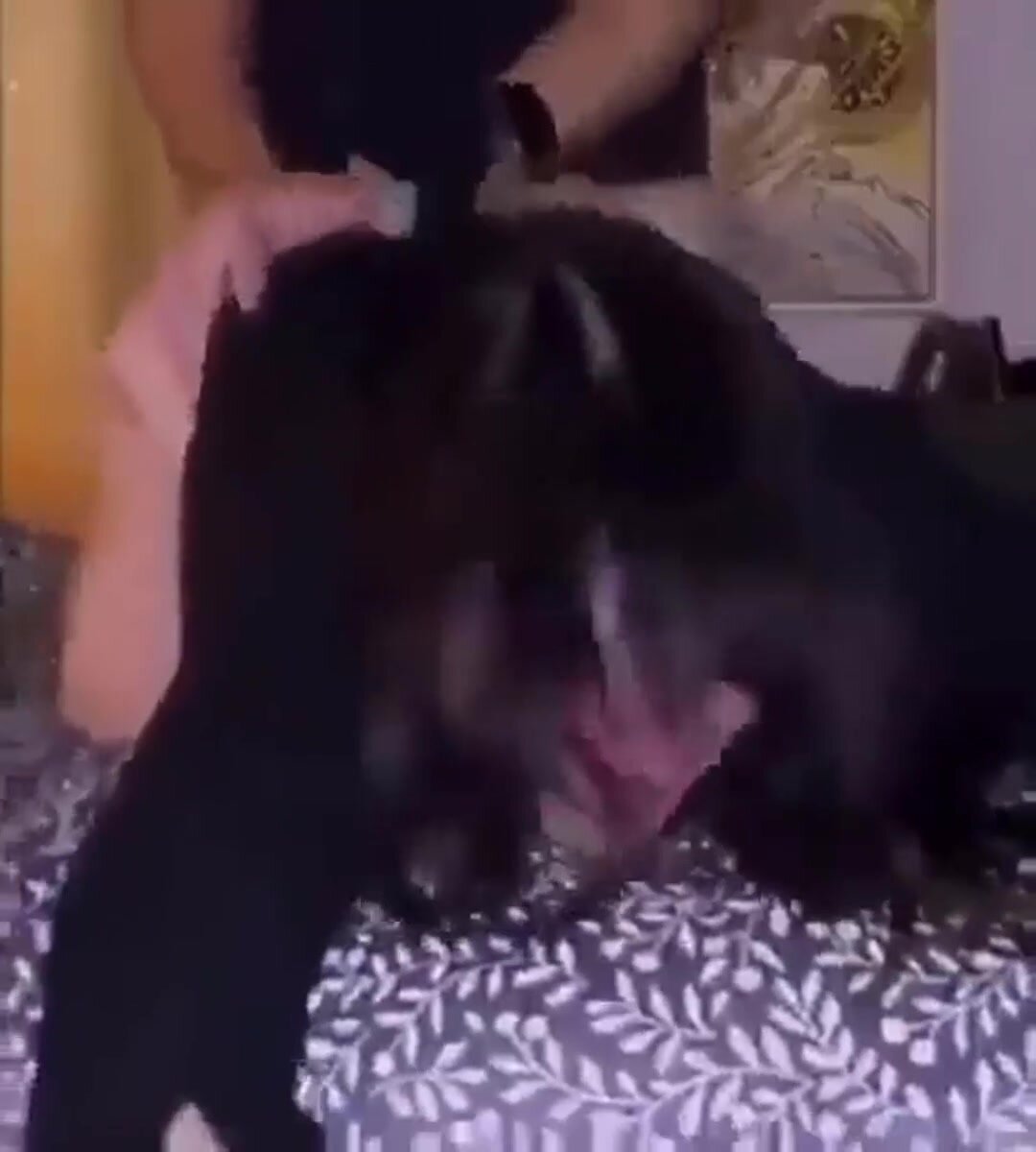 goth pawg are fuckin best