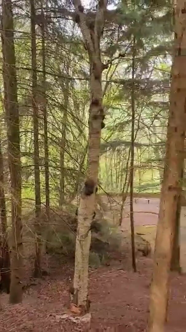 If you go down to the woods today..