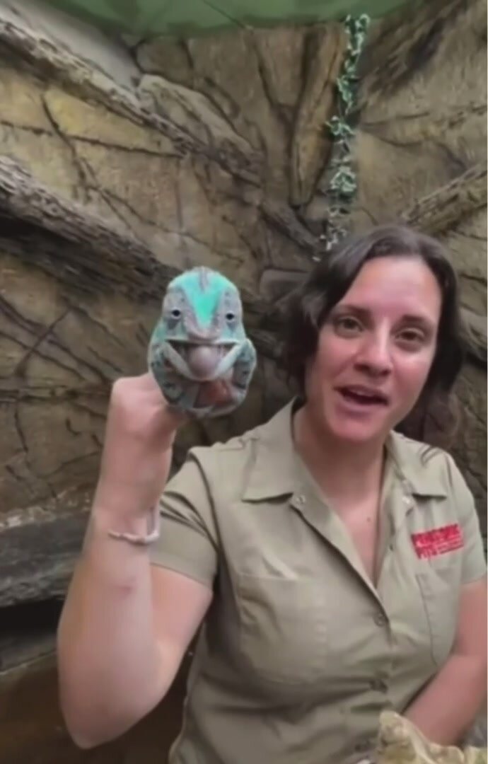 naughty lizard stole my shirt!